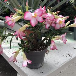 Adenium Obesum C13