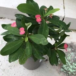 Euphorbia milli dit Epine du Christ C14