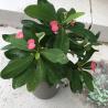 Euphorbia milli dit Epine du Christ C14