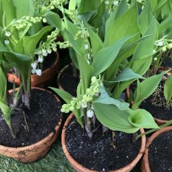 Muguet Touffe 7-9 brins 