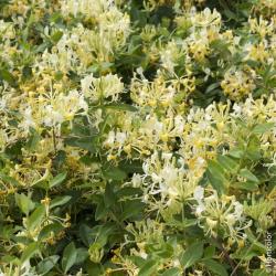 Chevrefeuille Halliana 3L 