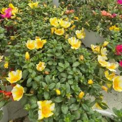 Portulaca 1L