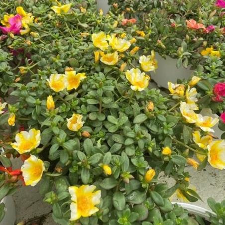 Portulaca 1L