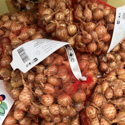 Oignon Jaune 500G