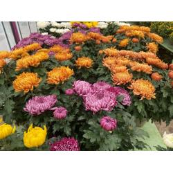 Chrysanthème Grosse fleur 4L