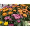 Chrysanthème Grosse fleur 4L