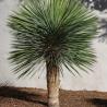 YUCCA ROSTRATA 4L