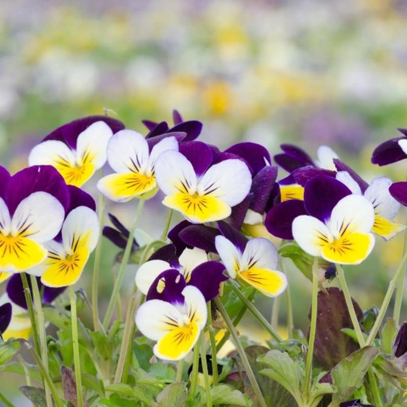 Viola Cornuta Jardiniere 40cm 