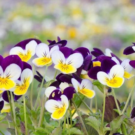 Viola Cornuta Jardiniere 40cm 