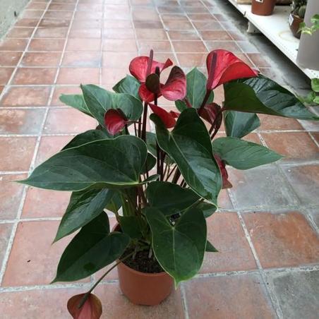 Anthurium C17