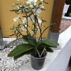 Phalaenopsis Blanche 4 Tiges C12