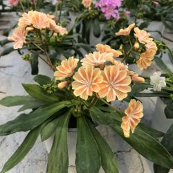 Lewesia Pot 1L