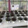 Gaura 1L