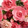 Oeillet Fleuriste 1L