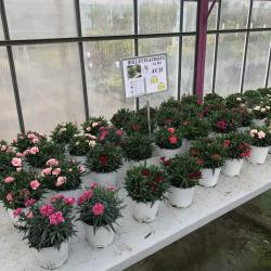 Oeillet Fleuriste 1L