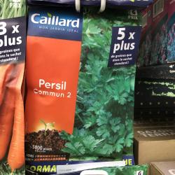 persil commun 2
