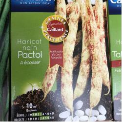 haricot pactol