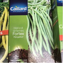 haricot à rames fortex mangetout