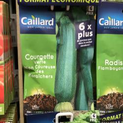 courgette verte des maraichers