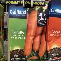 carotte nantaise améliorée 3
