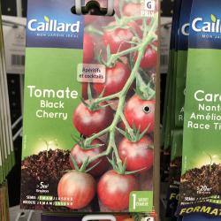 tomate black cherry