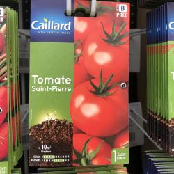 tomate saint pierre