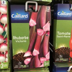 rhubarbe victoria