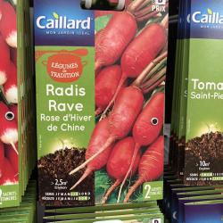 radis rose d'hiver de chine