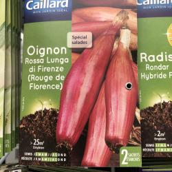 oignon rouge long de Florence