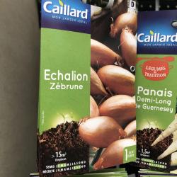echalion zebrune