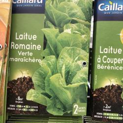laitue romaine verte verte maraichere