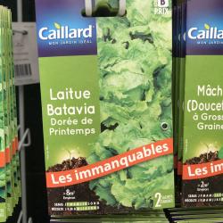 laitue batavia dorée de printemps