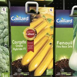 courgette orelia hybride f1