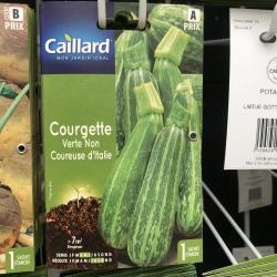 courgette verte d'italie nc