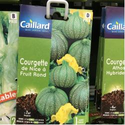 courgette de Nice à fruit rond