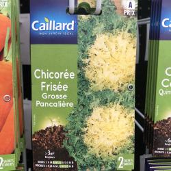 chicorée frisée grosse pancalière
