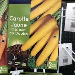 carotte jaune obtuse du doubs