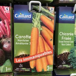 carotte nantaise améliorée 3