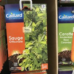sauge officinale