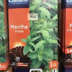 menthe vraie