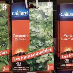 coriandre cultivée