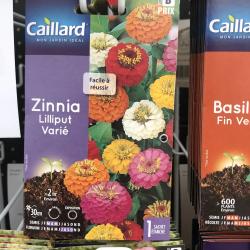 zinnia lilliput varié