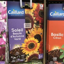 soleil beauté d'automne varié