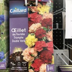 oeillet des fleuristes triomphe  double varié