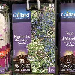 myosotis des alpes varié