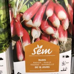 Radis Long 18 jours 