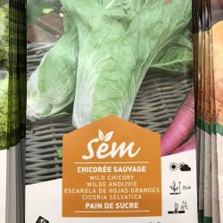 Chicoree Sauvage Pain de Sucre 