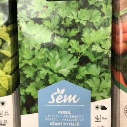Persil Geant d'Italie 