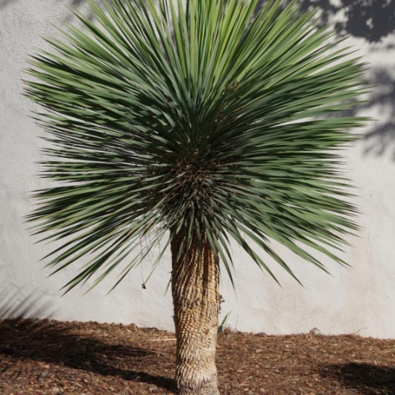 Yucca Rostrata 25L Yucca Rostrata 25L