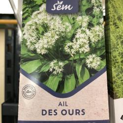 Ail des Ours 